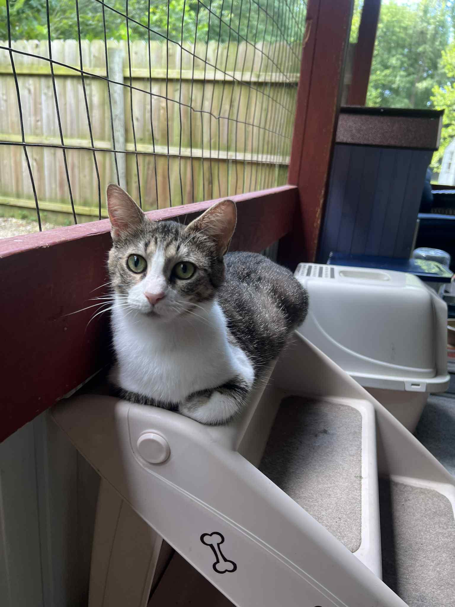 Enlarge Summer Kitten Crew, a Adoptable Domestic Short Hair in North Vernon, IN image 2/5