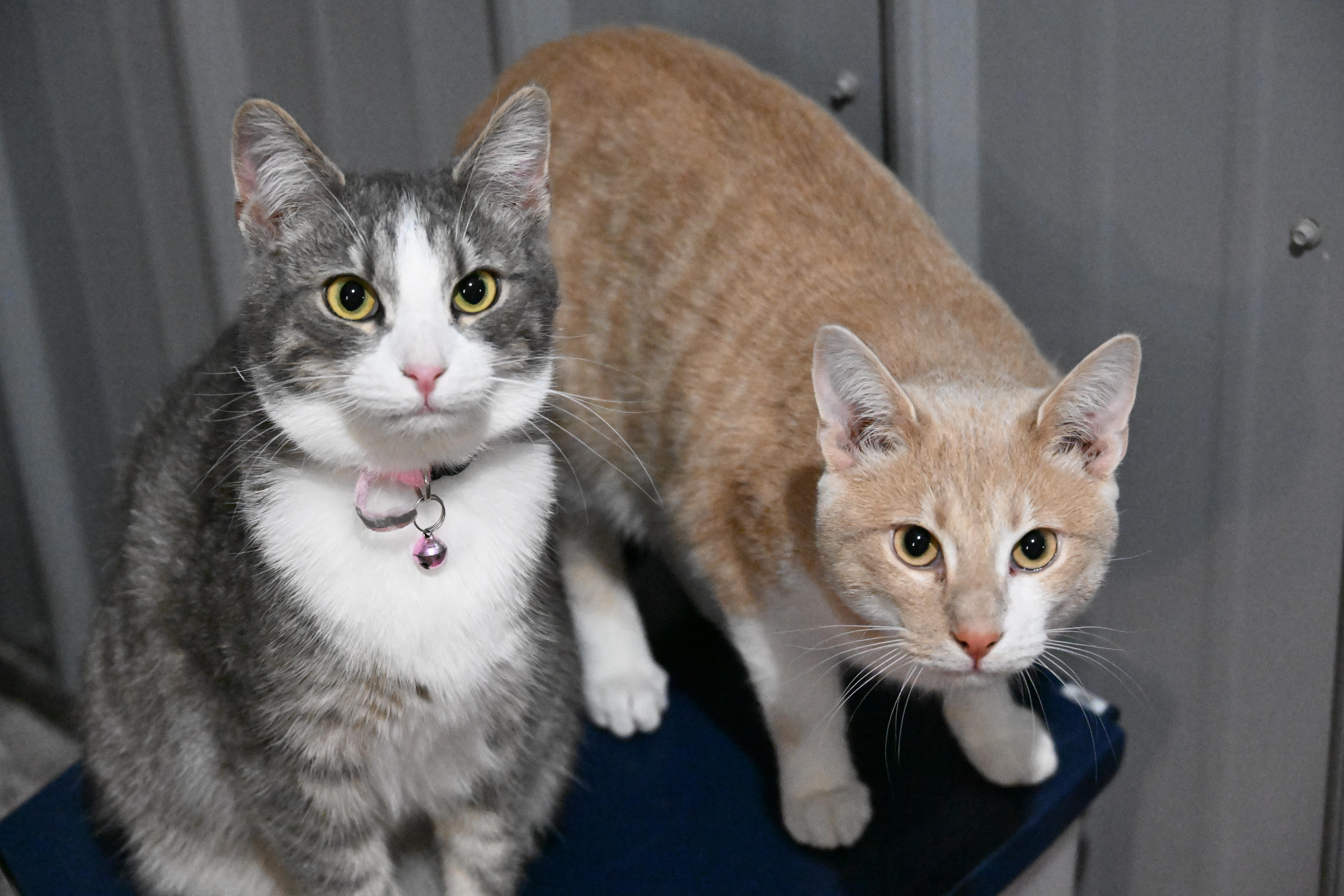 Enlarge Dodgers - Will Klein, Miggy Rojas, Freddie Freeman , a Adoptable Domestic Short Hair in North Vernon, IN image 5/5