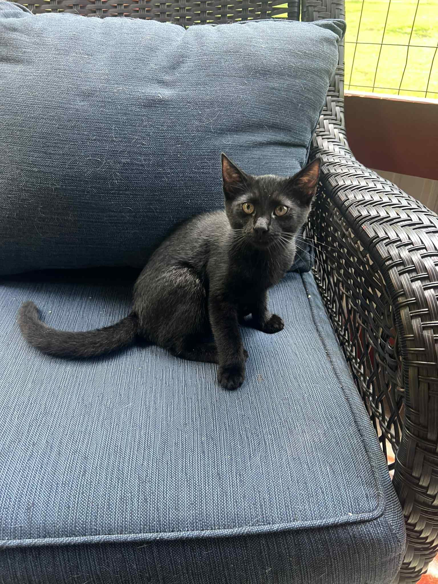 Enlarge Summer Kitten Crew, a Adoptable Domestic Short Hair in North Vernon, IN image 3/5