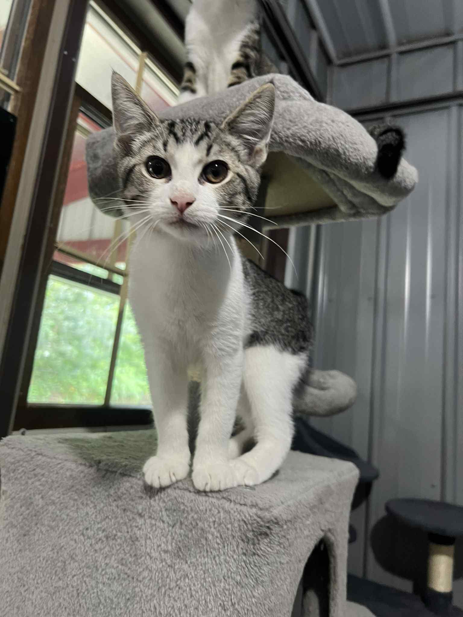 Enlarge Summer Kitten Crew, a Adoptable Domestic Short Hair in North Vernon, IN image 4/5