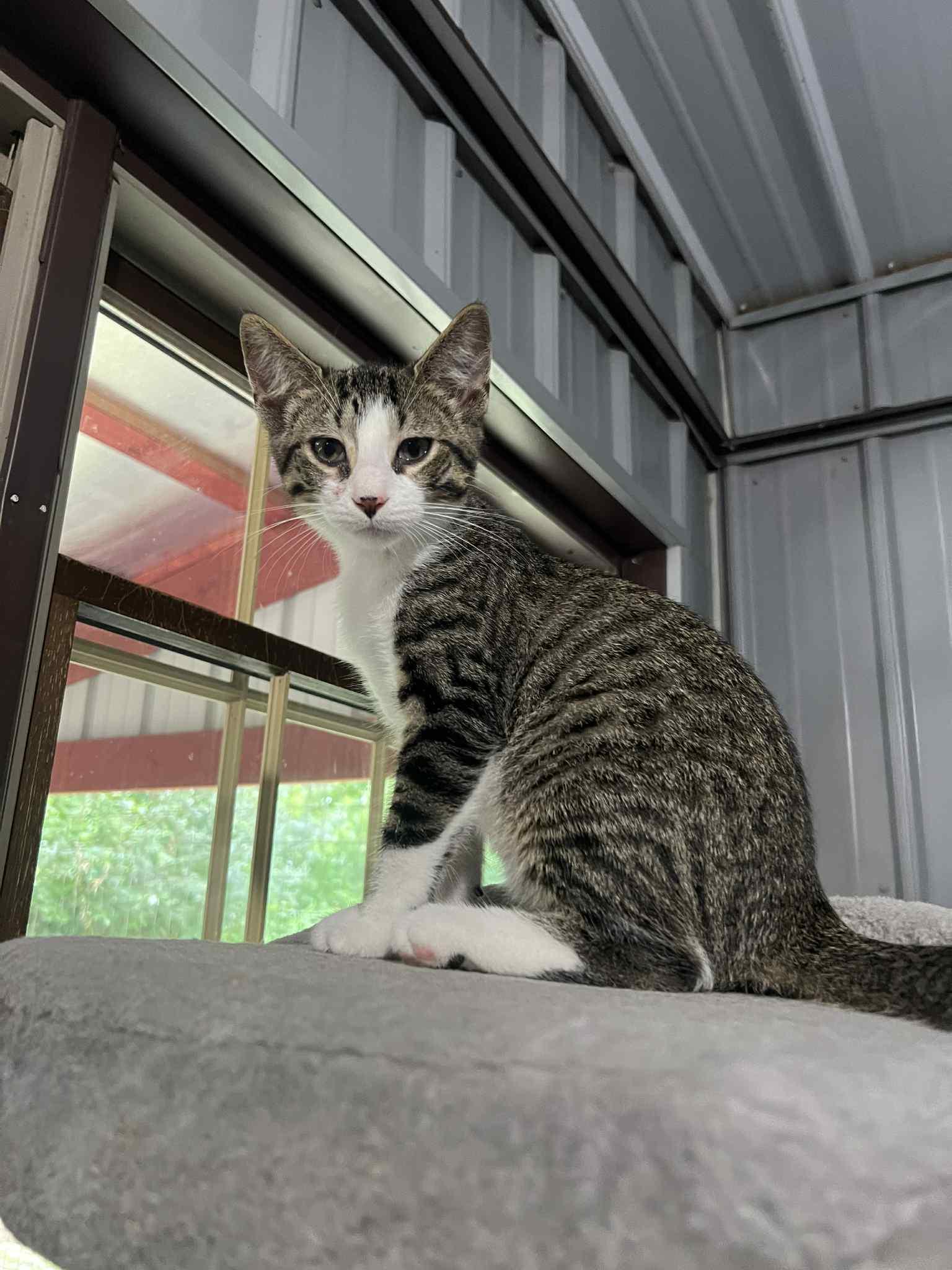 Enlarge Summer Kitten Crew, a Adoptable Domestic Short Hair in North Vernon, IN image 5/5