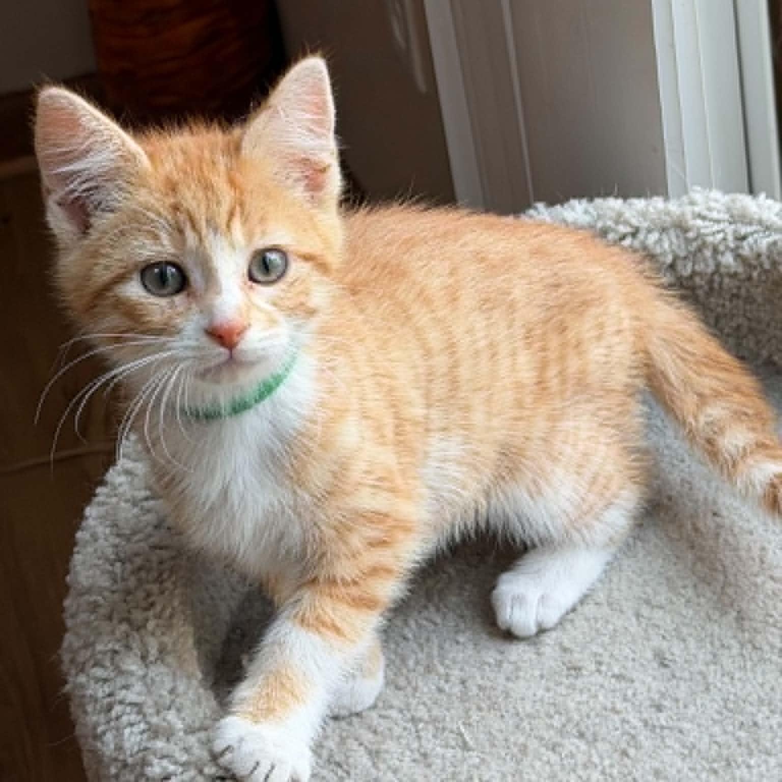 Enlarge Pippy and Poppy, a ADOPTABLE Domestic Short Hair in Blaine, MN image 1/2