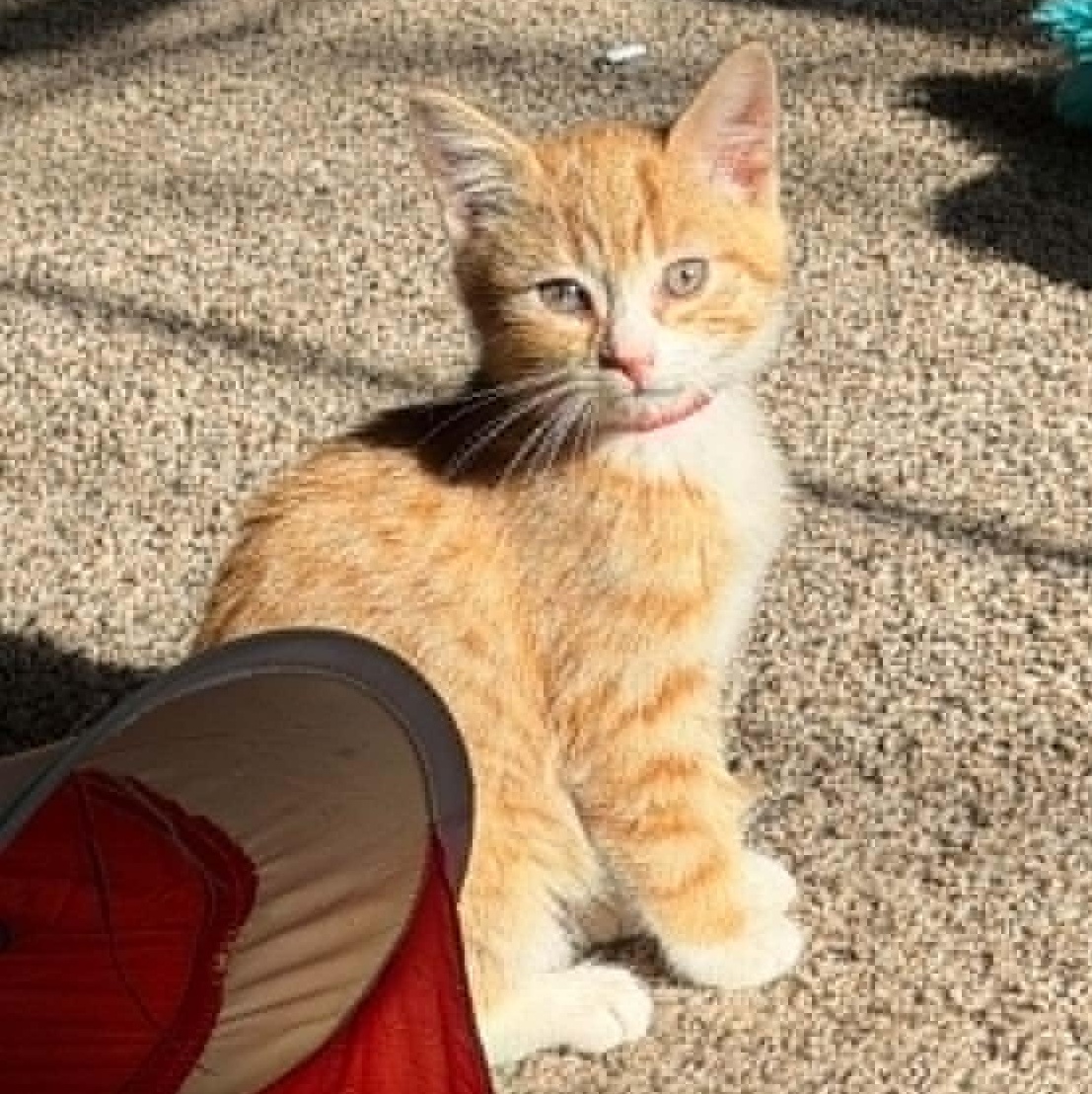 Enlarge Pippy and Poppy, a ADOPTABLE Domestic Short Hair in Blaine, MN image 2/2