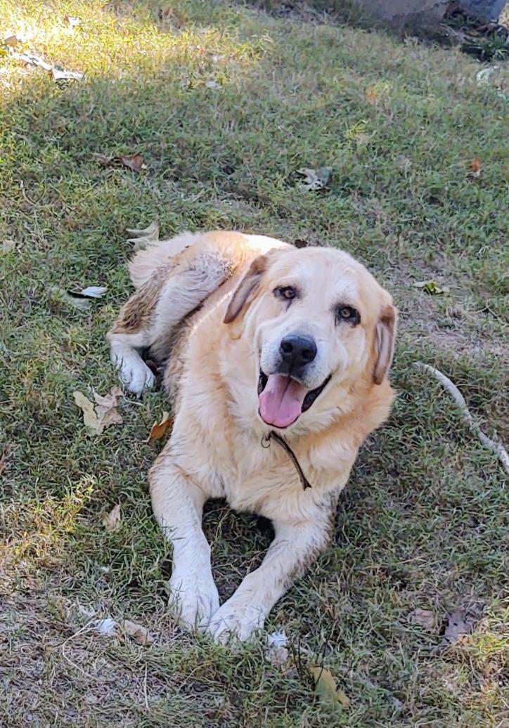 Boo, Adoptable, Senior Male Anatolian Shepherd.