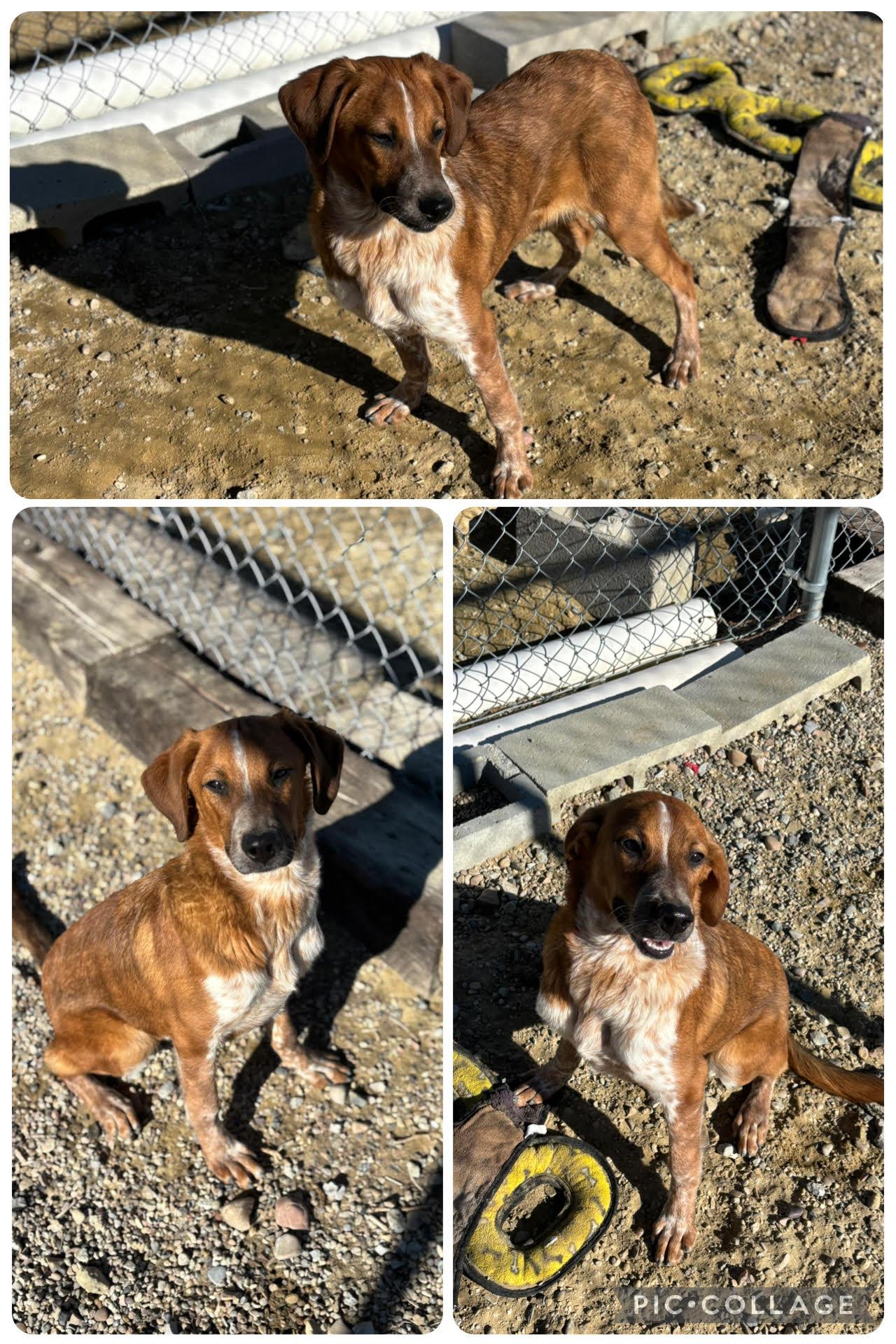 Enlarge Jessie May, a Adoptable Mixed Breed in Rock Springs, WY image 1/1