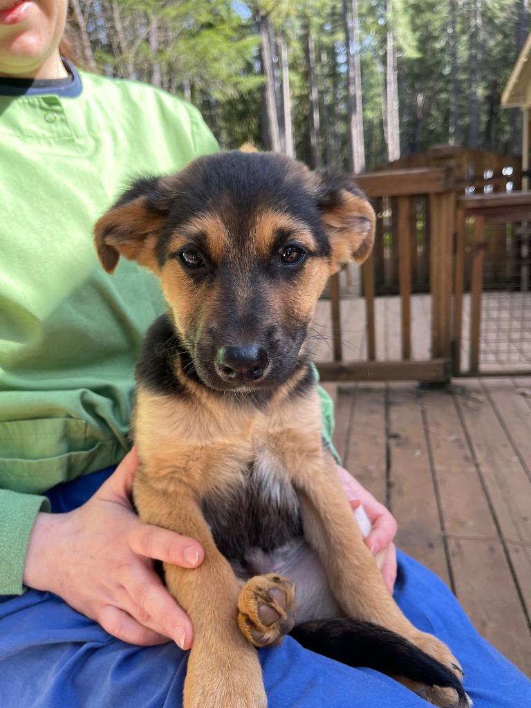 Hawk, Adoptable, Puppy Male German Shepherd Dog & Rat Terrier.