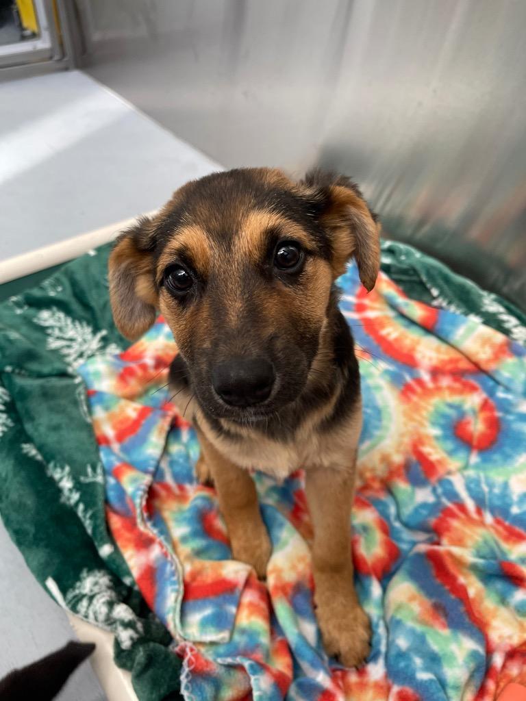 Enlarge Hawk, a Adoptable mixed breed in Grants Pass, OR image 2/2