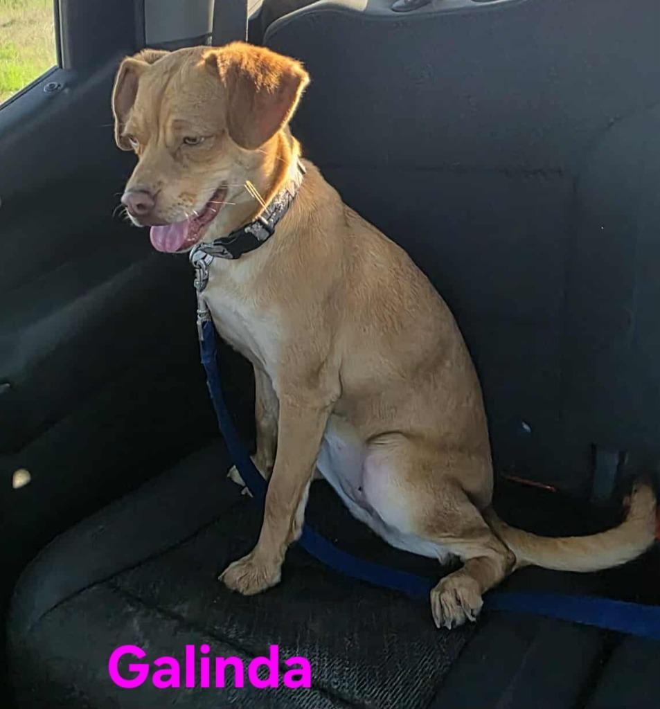 Galinda, Adoptable, Young Female Chihuahua & Mixed Breed.
