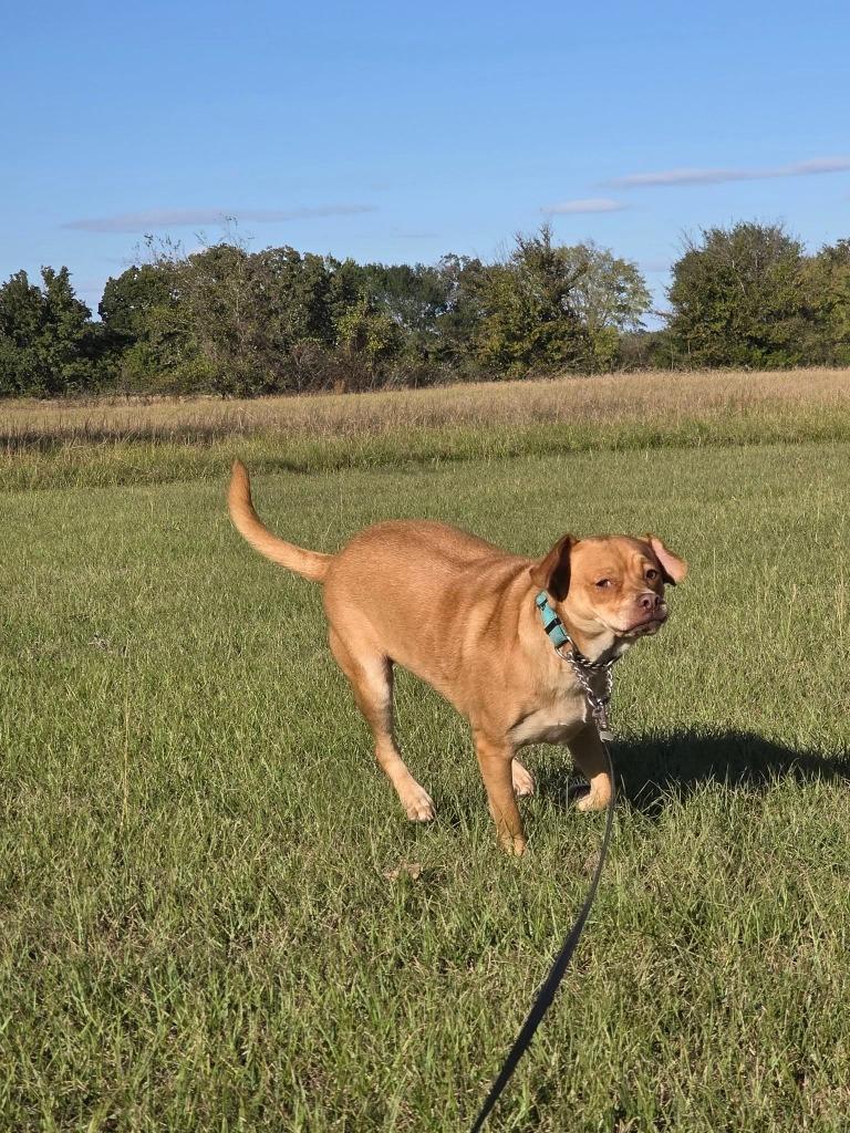 Enlarge Galinda, a Adoptable mixed breed in Kemp, TX image 2/5