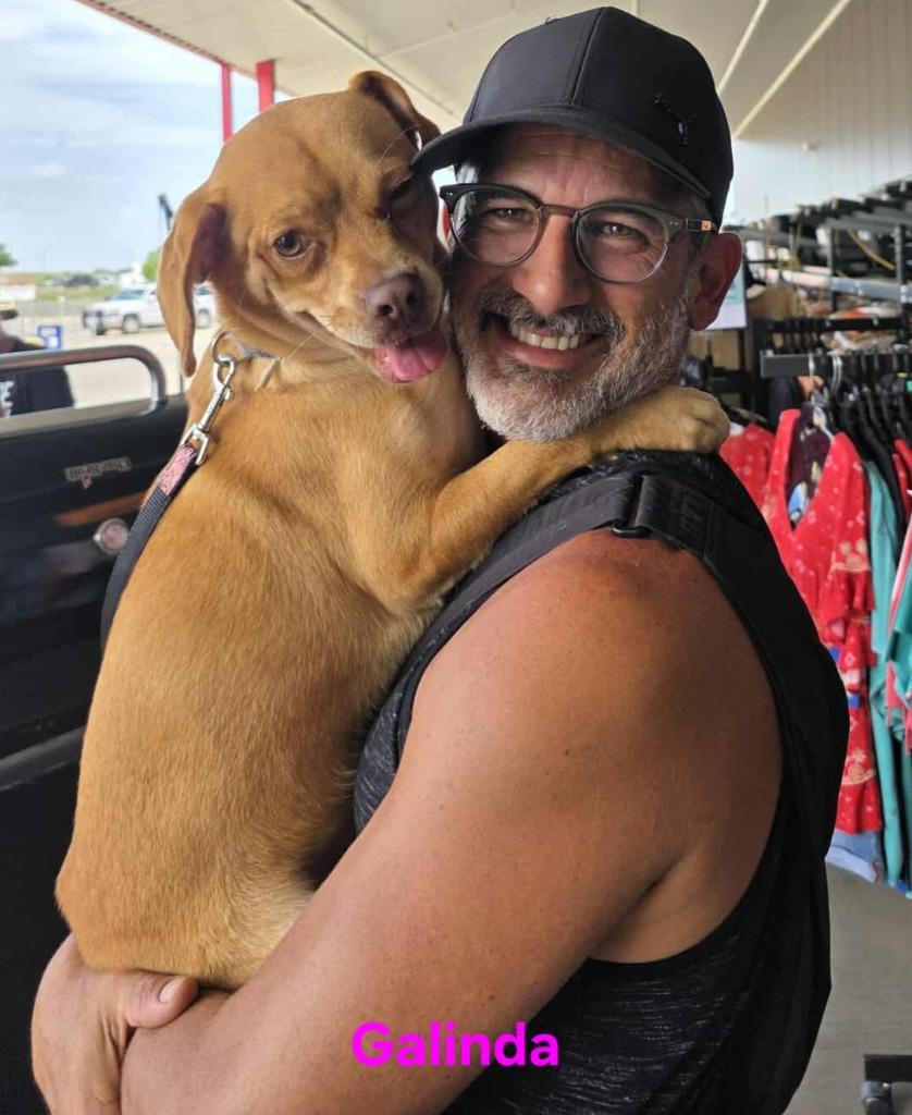 Enlarge Galinda, a Adoptable mixed breed in Kemp, TX image 3/6