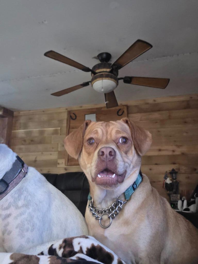 Enlarge Galinda, a Adoptable mixed breed in Kemp, TX image 3/5