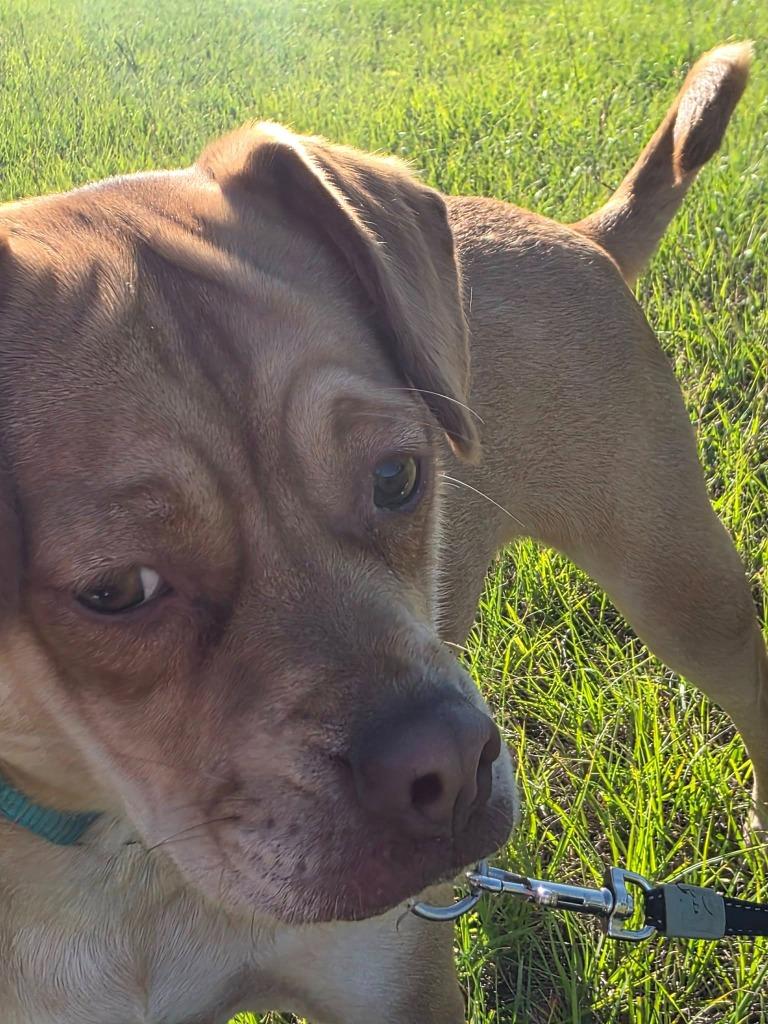 Enlarge Galinda, a Adoptable mixed breed in Kemp, TX image 5/6