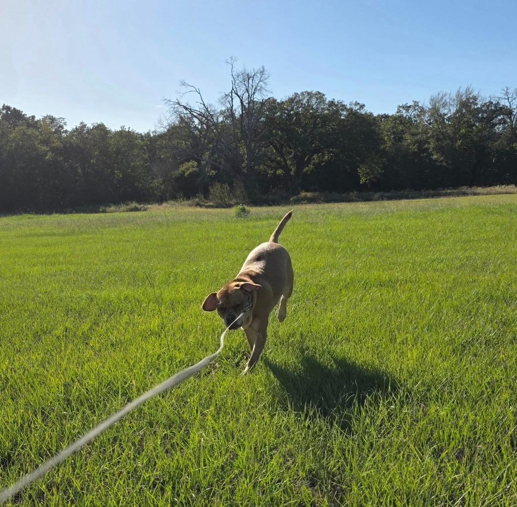 Enlarge Galinda, a Adoptable mixed breed in Kemp, TX image 6/6