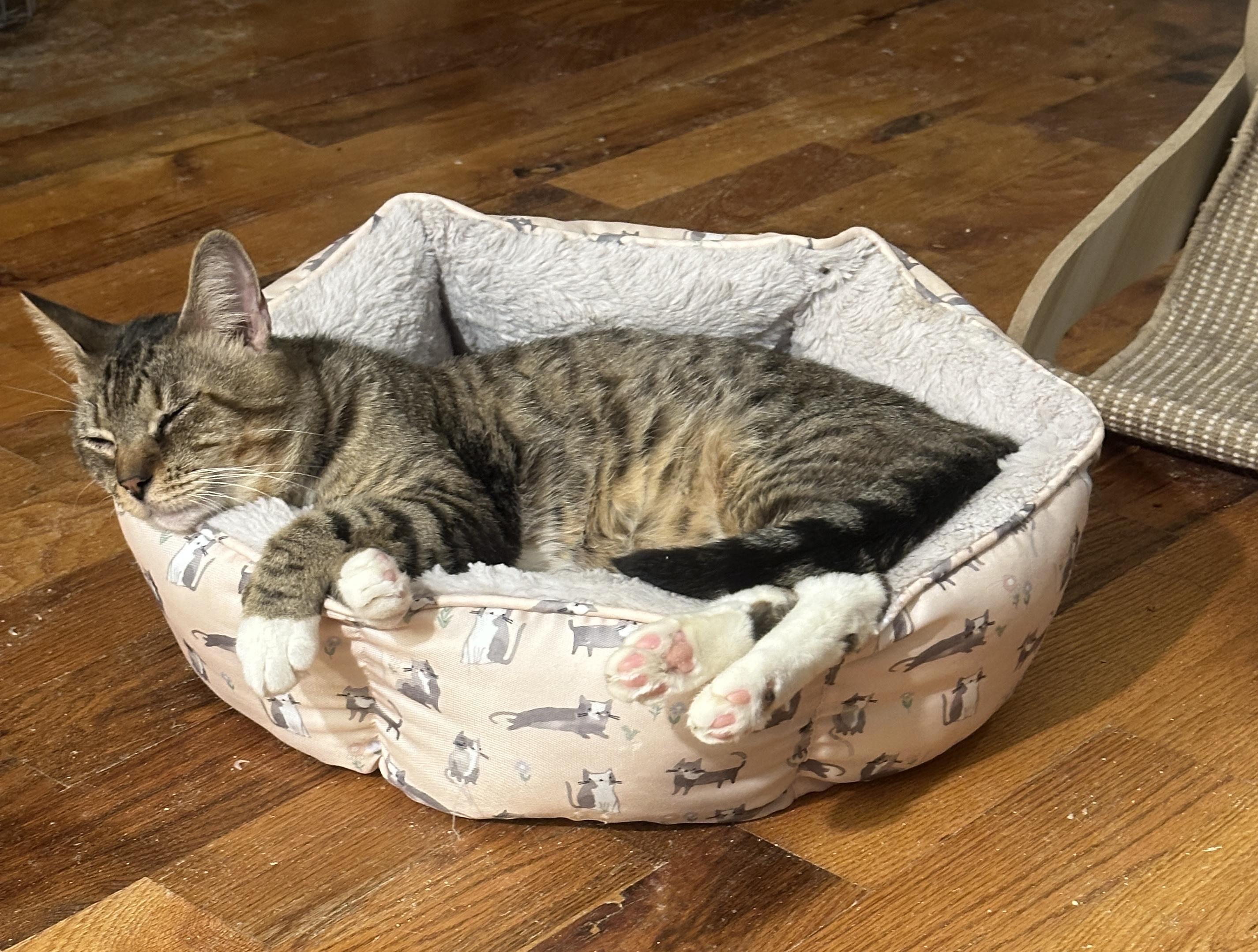 Enlarge Dante, a ADOPTABLE Domestic Short Hair in New York, NY image 2/4