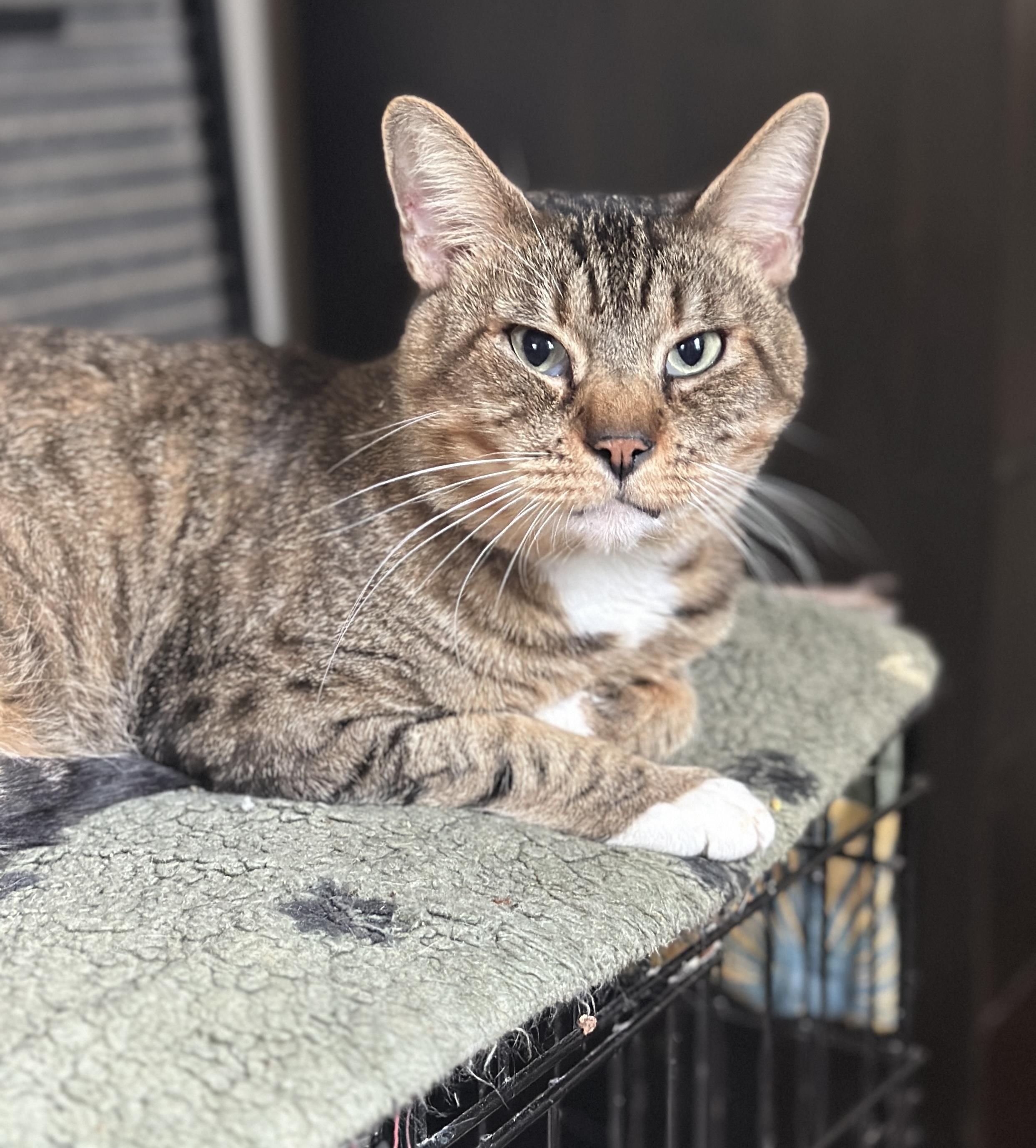 Enlarge Dante, a ADOPTABLE Domestic Short Hair in New York, NY image 1/4