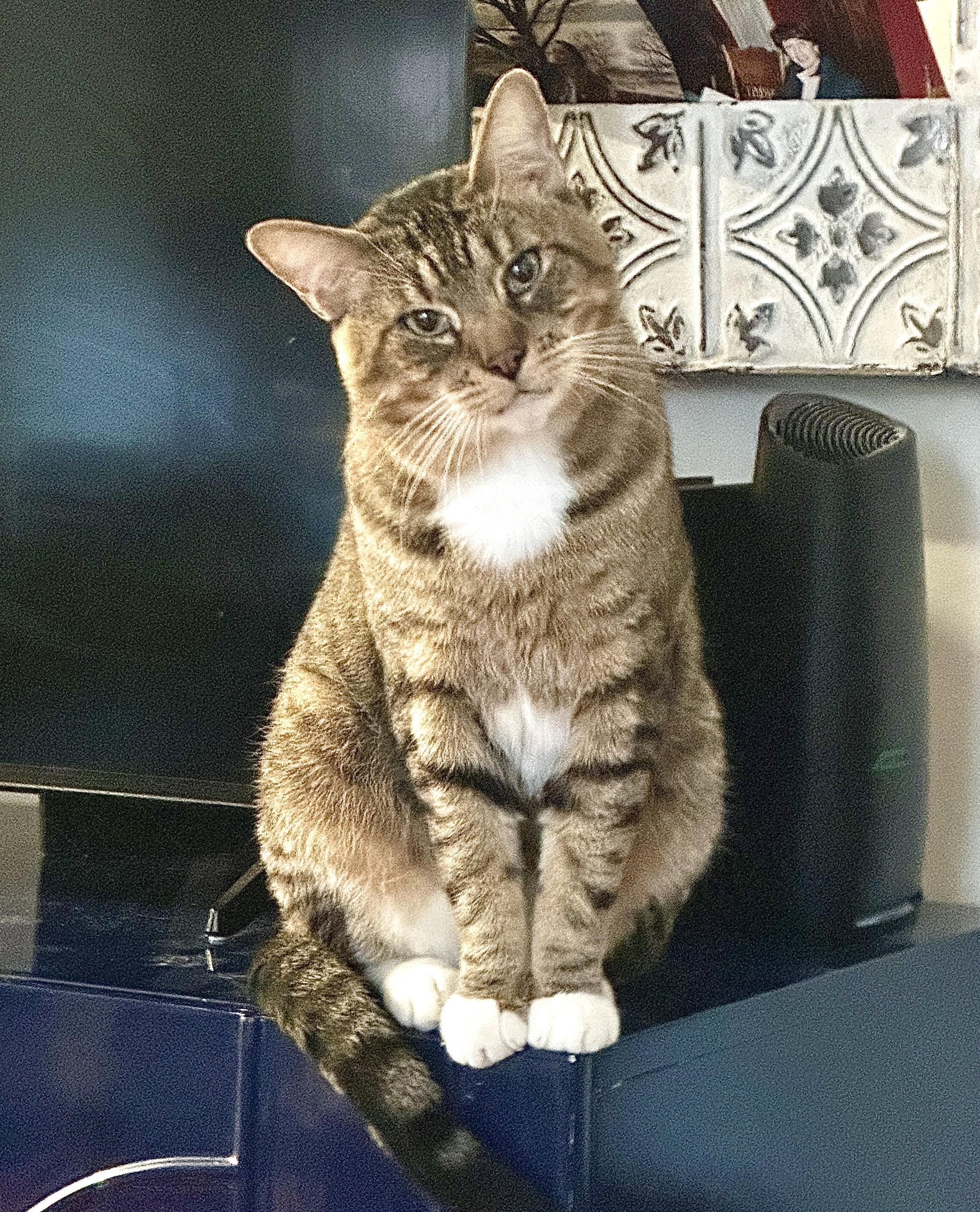 Enlarge Dante, a ADOPTABLE Domestic Short Hair in New York, NY image 3/4