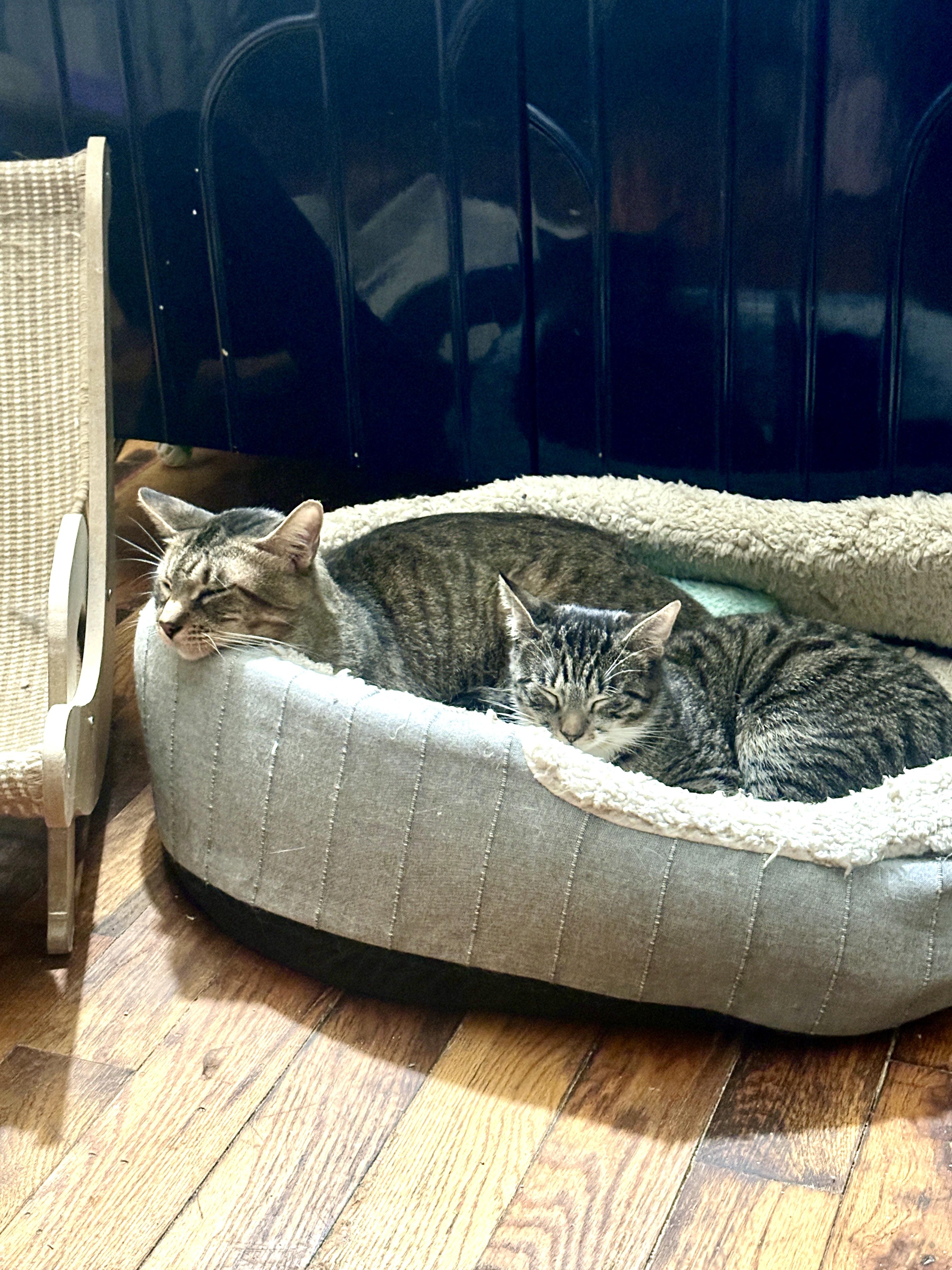 Enlarge Dante, a ADOPTABLE Domestic Short Hair in New York, NY image 4/4