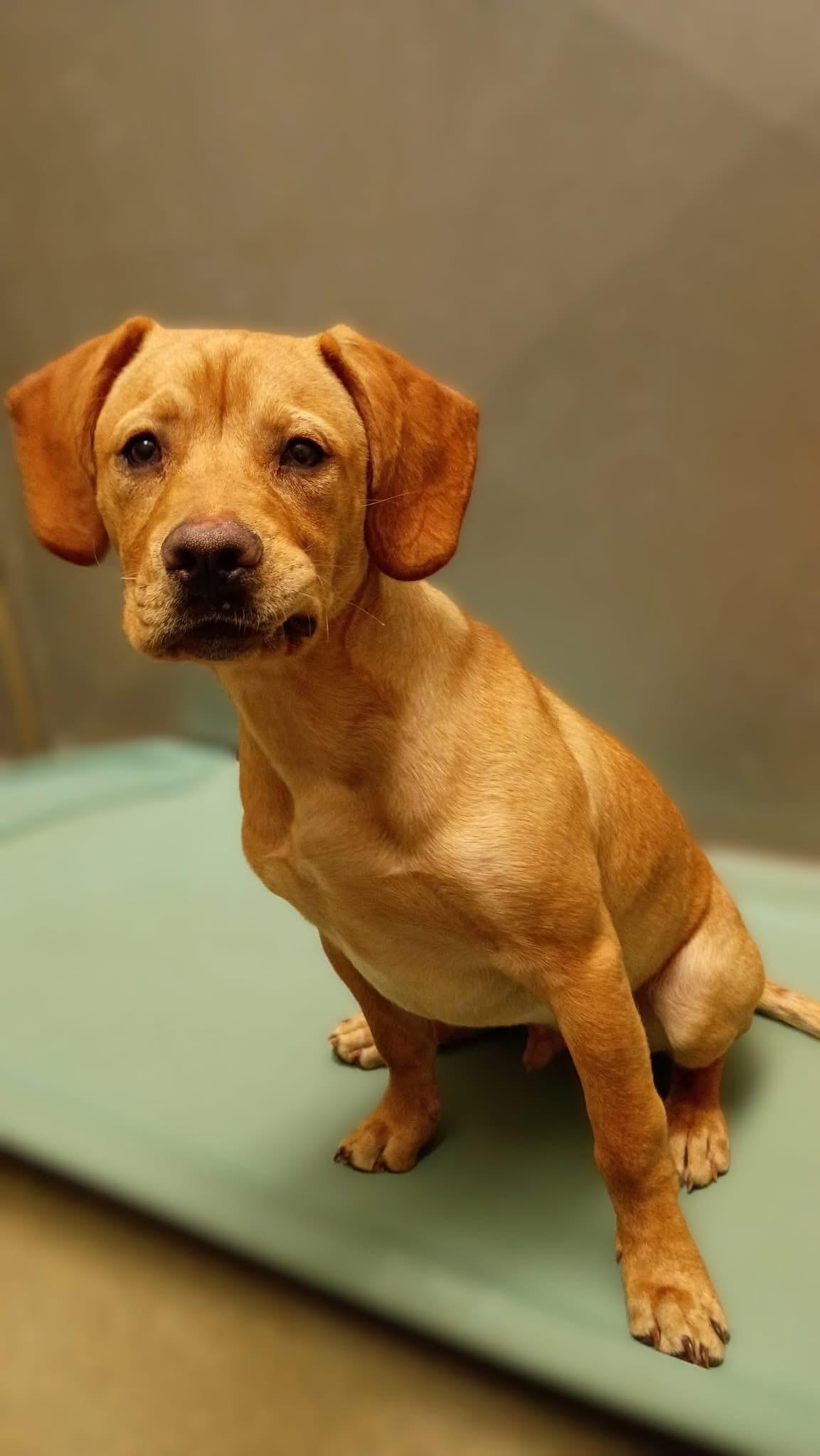 Dexter, adopted, Young Male Yellow Labrador Retriever.