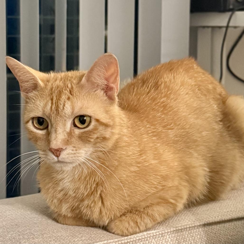 Holly, a Adoptable Domestic Short Hair in Richmond, VA image 1/5