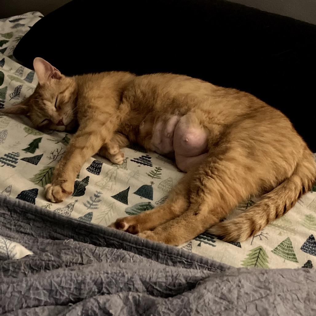 Holly, a Adoptable Domestic Short Hair in Richmond, VA image 2/5