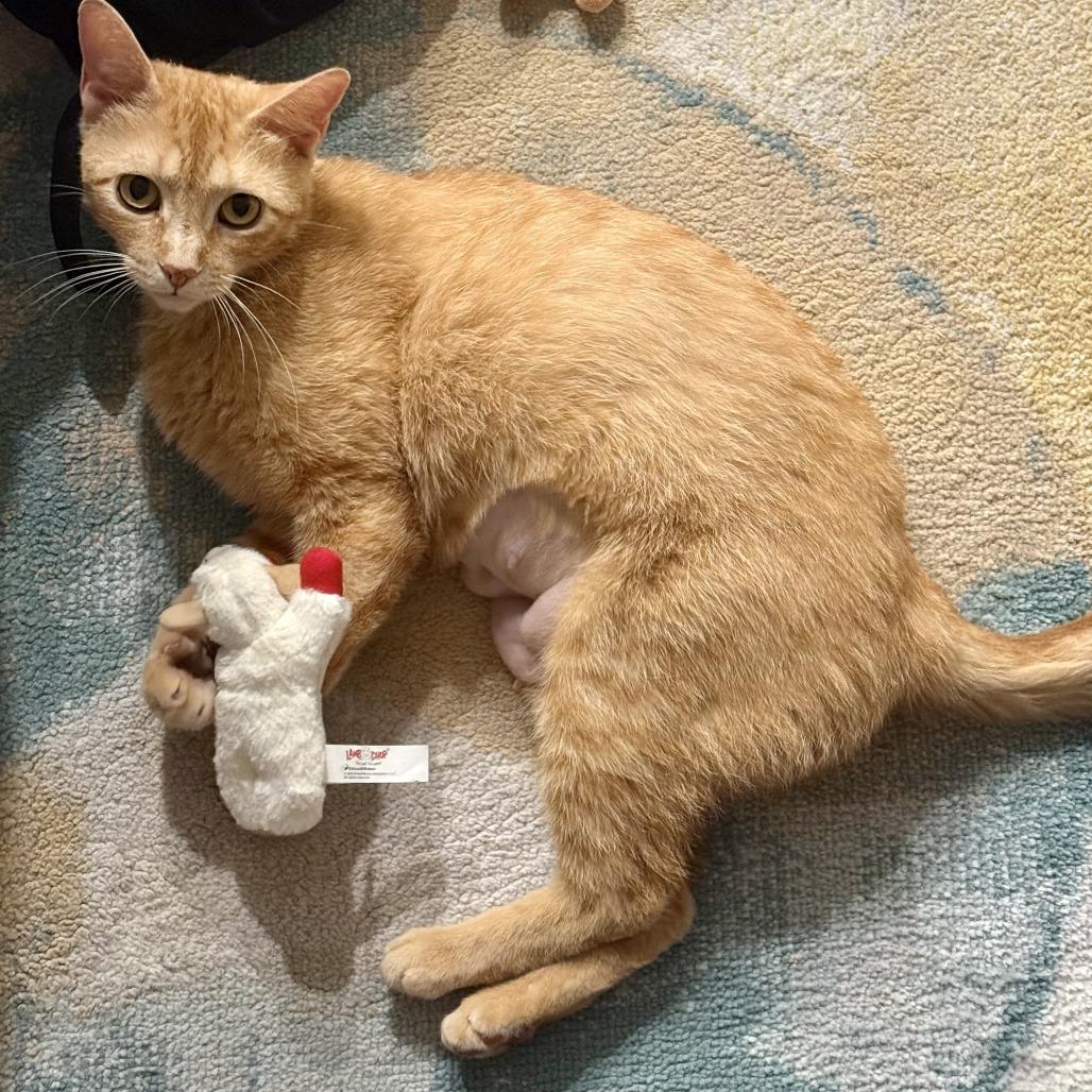 Holly, a Adoptable Domestic Short Hair in Richmond, VA image 3/5
