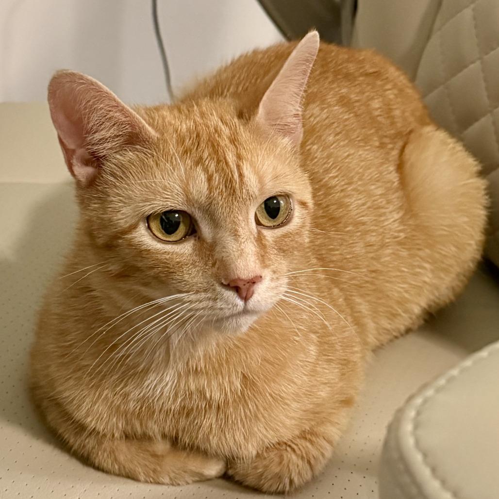 Holly, a Adoptable Domestic Short Hair in Richmond, VA image 4/5