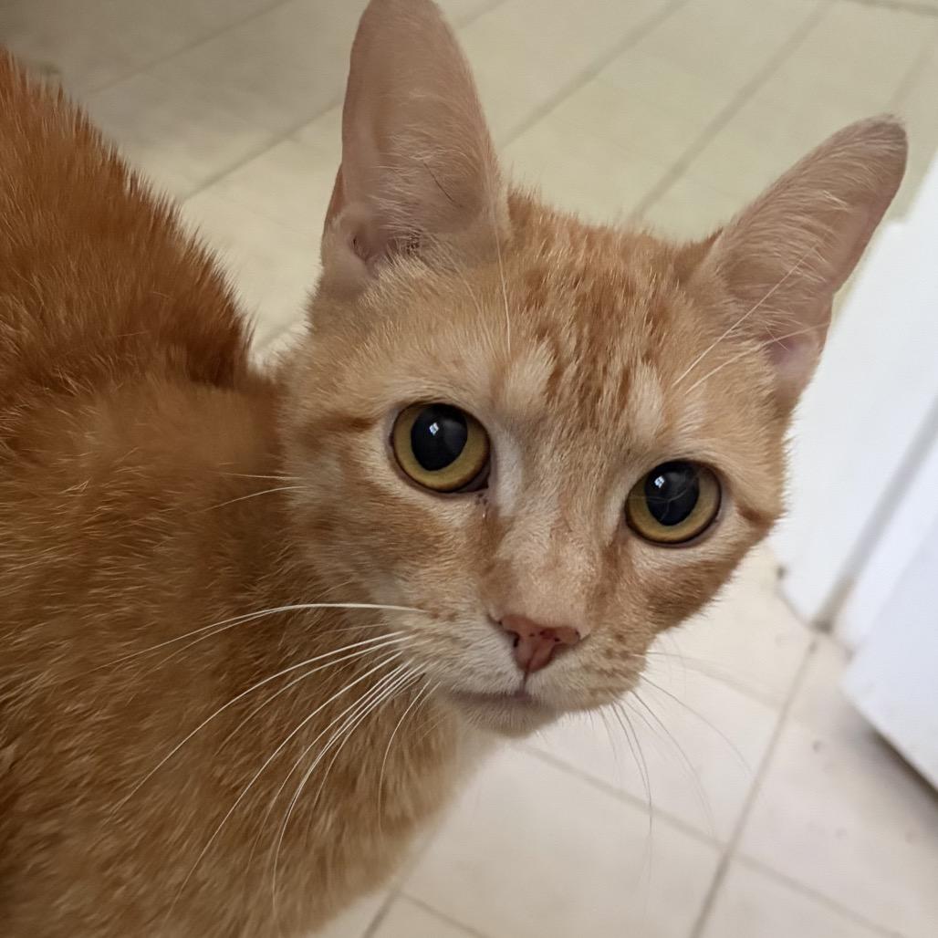 Holly, a Adoptable Domestic Short Hair in Richmond, VA image 5/5