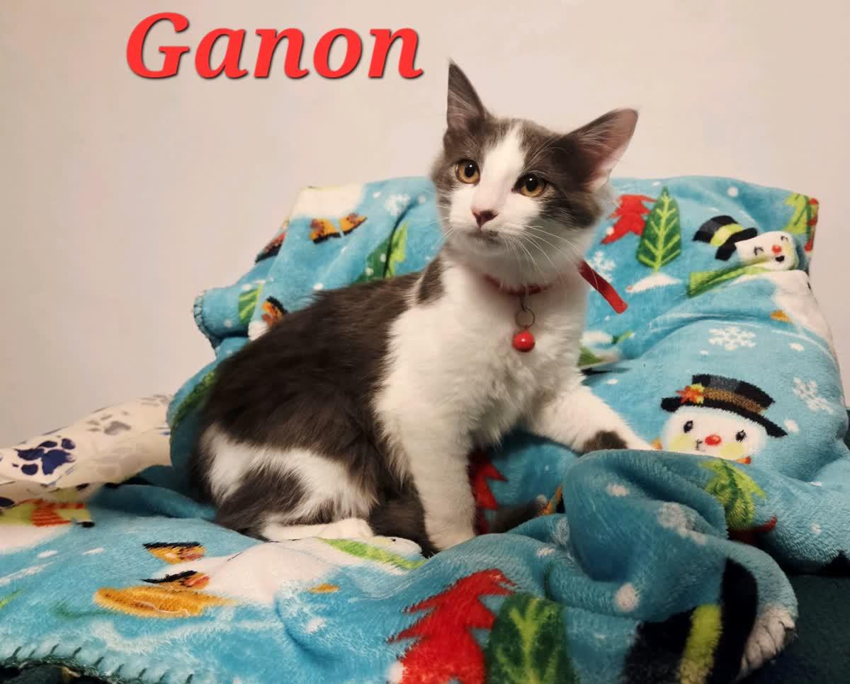 Ganon, ADOPTABLE, Kitten Male Domestic Medium Hair.