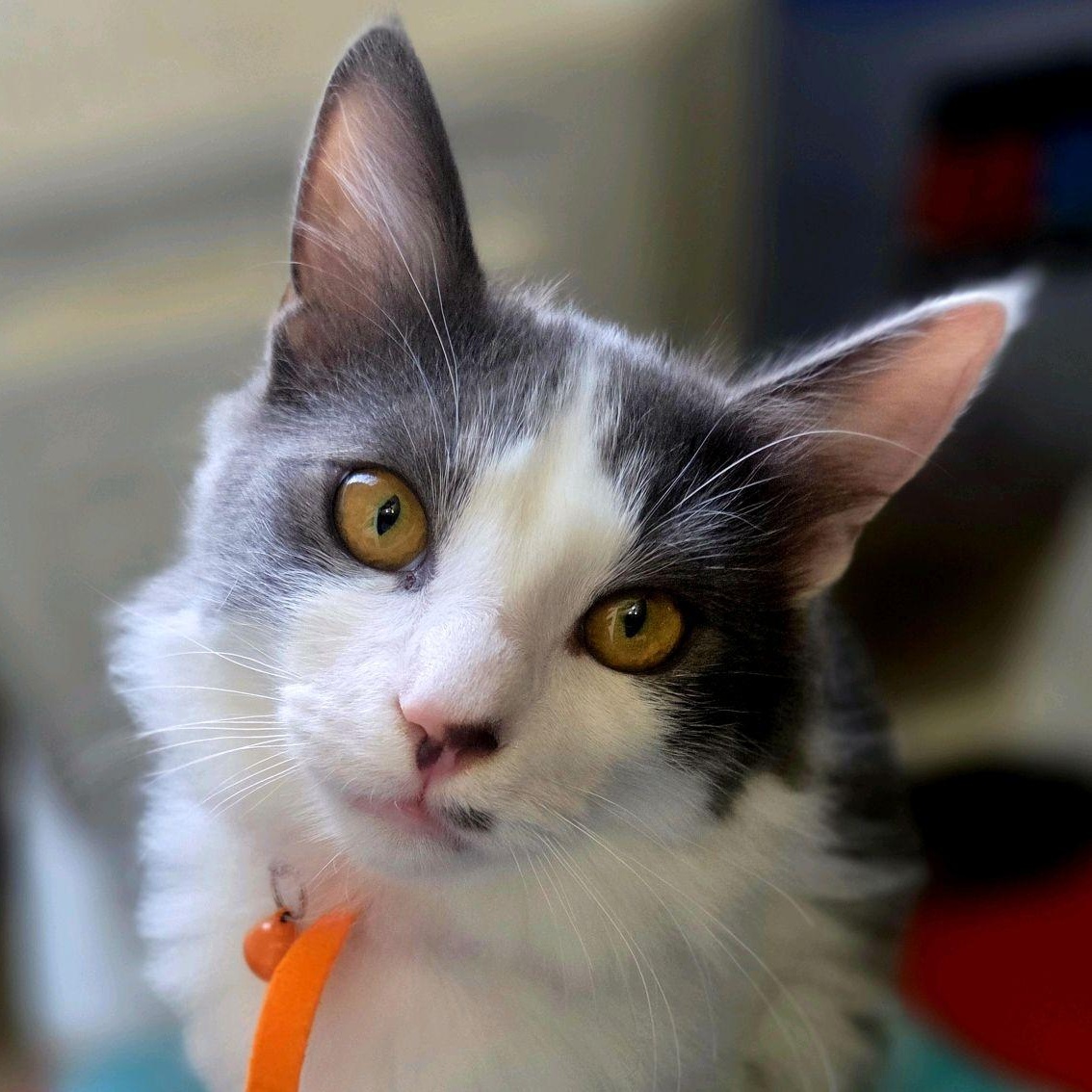 Enlarge Ganon, an adopted Domestic Medium Hair in Murfreesboro, TN image 1/6