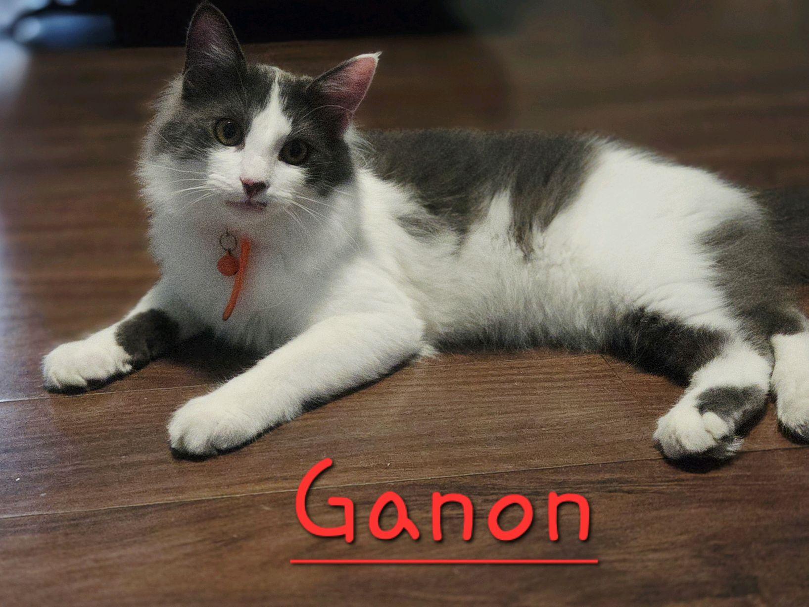 Enlarge Ganon, an adopted Domestic Medium Hair in Murfreesboro, TN image 6/6