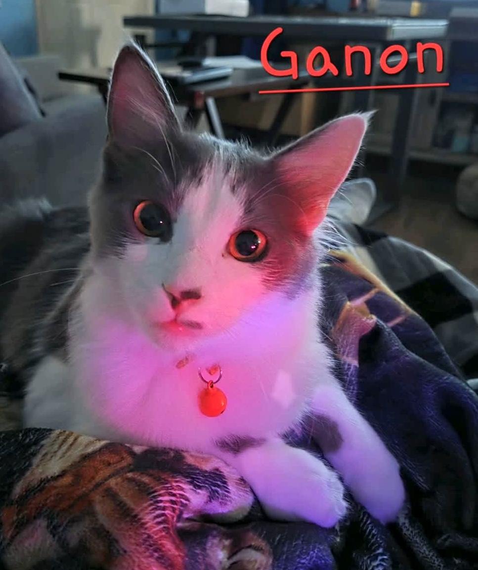 Ganon, ADOPTABLE, Kitten Male Domestic Medium Hair.