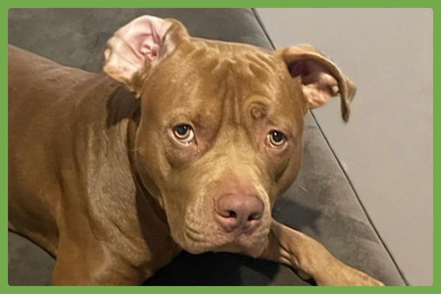 Tucker — thumbnail 2