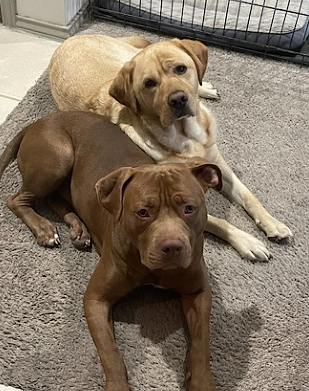 Tucker — thumbnail 3