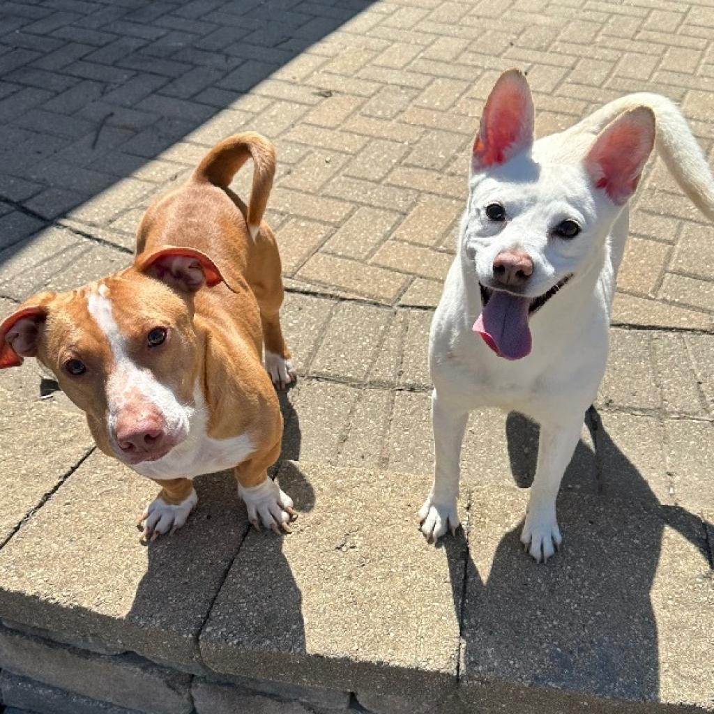 ToTo, Adoptable, Adult Female Terrier.