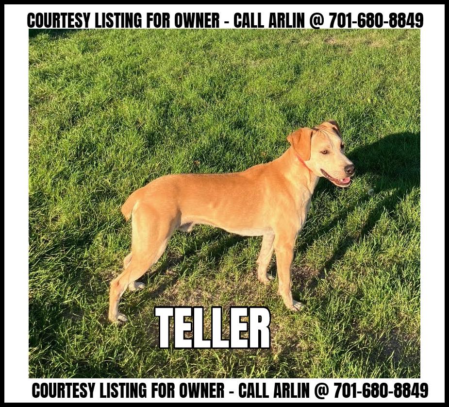 Teller - COURTESY LISTING, Adoptable, Young Male Mountain Cur.