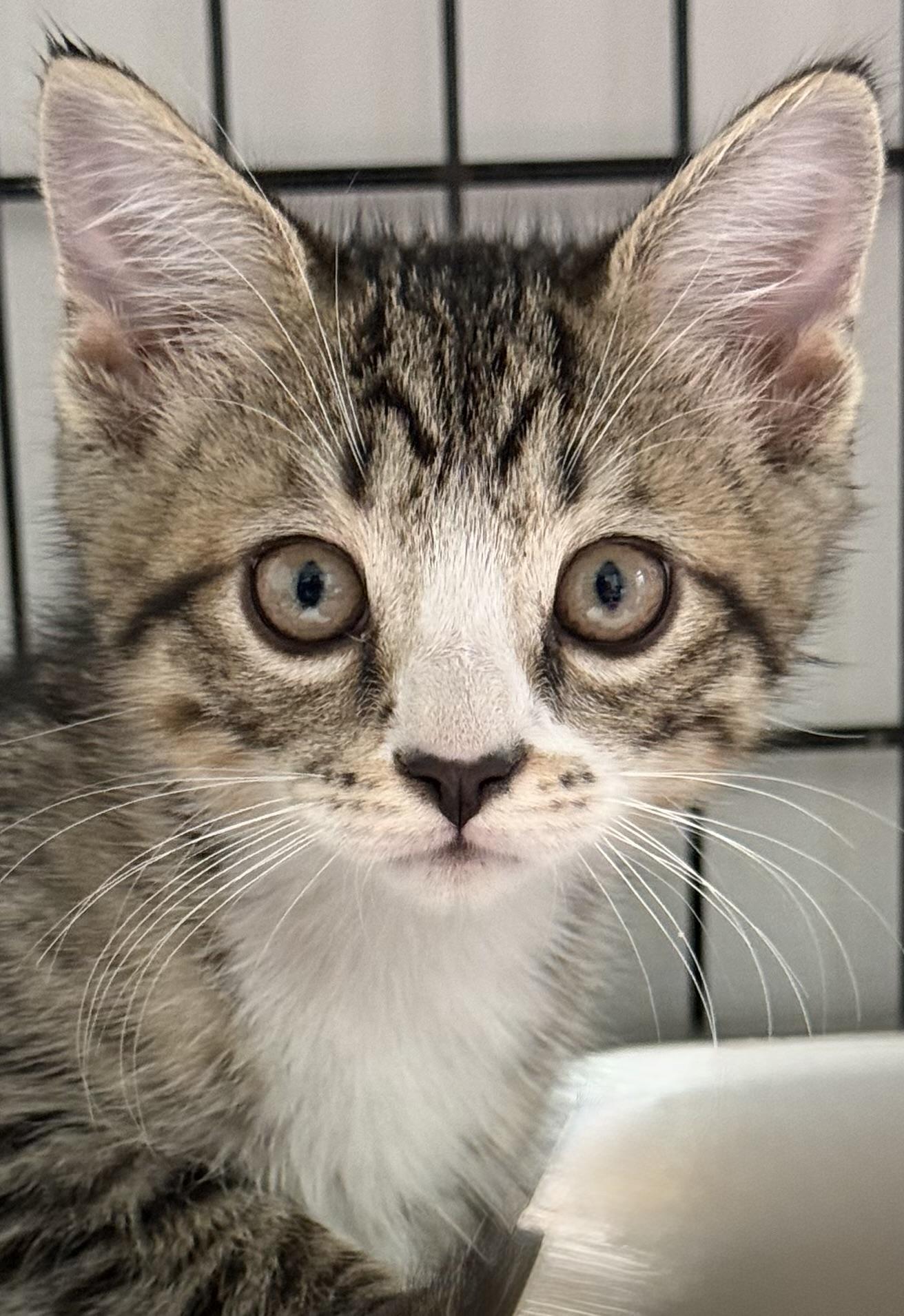 Enlarge Jake, a Adopted mixed breed in Long Beach, NY image 1/1