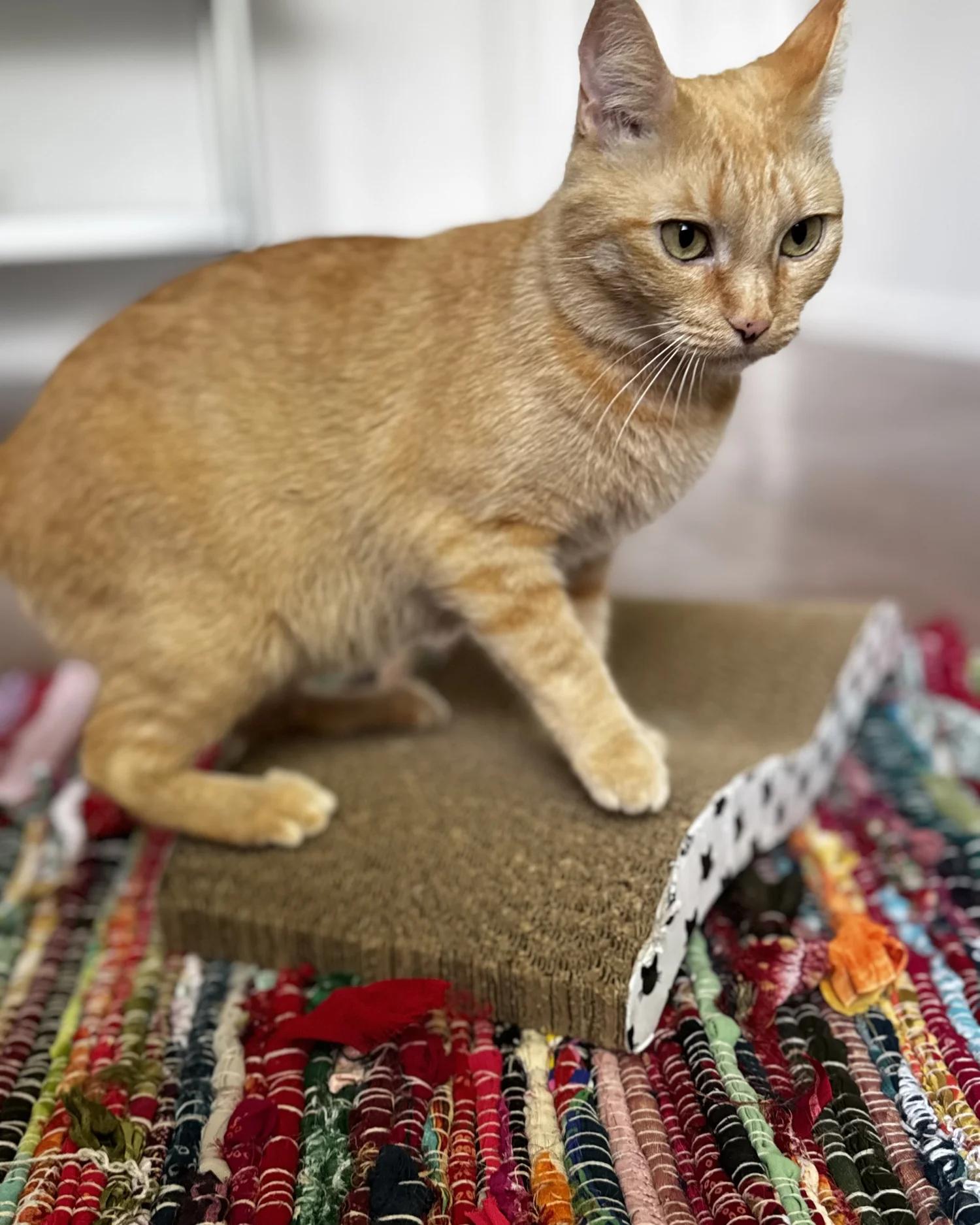 Piper, adopted, Adult Female Domestic Short Hair.