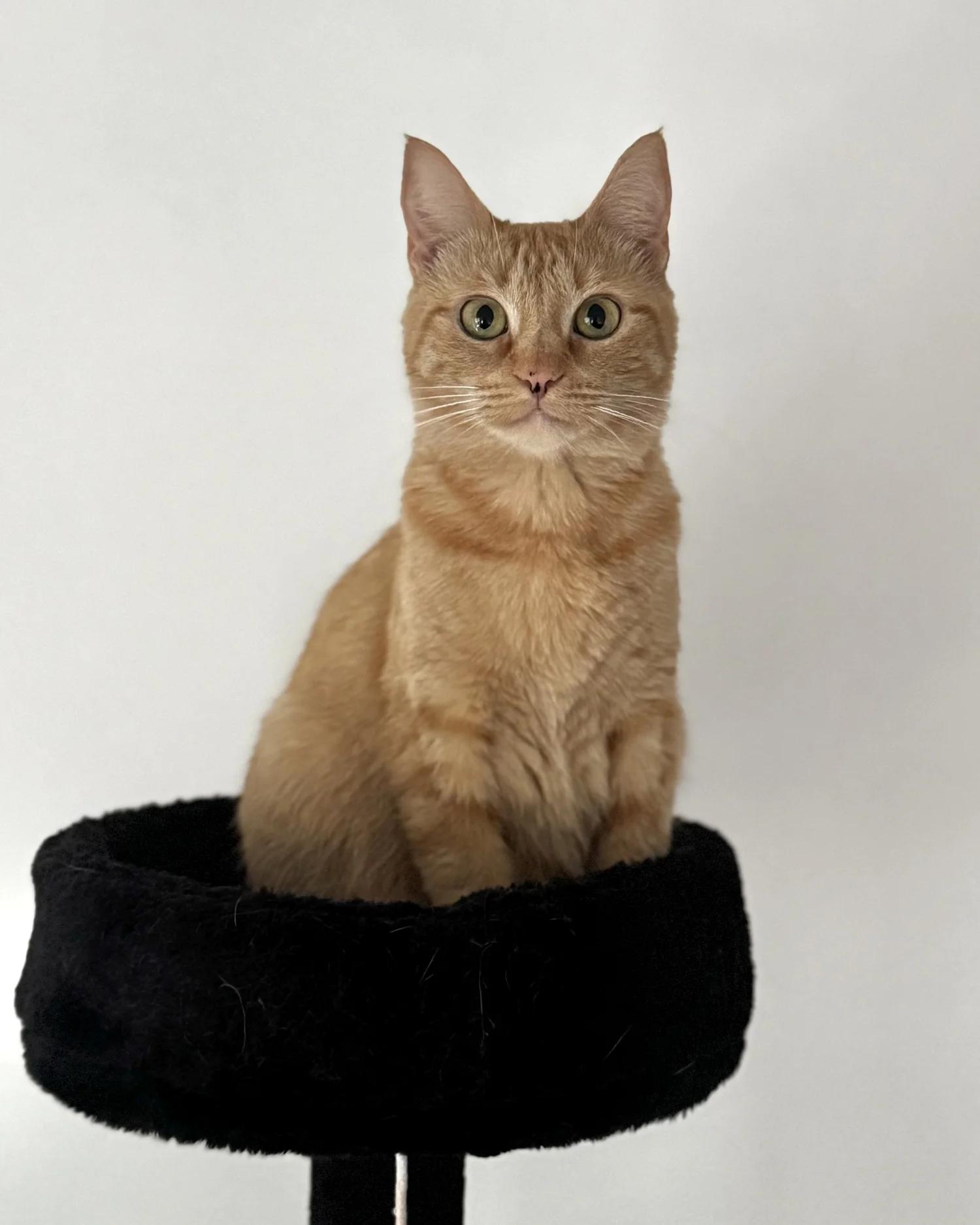 Enlarge Piper, an adopted Domestic Short Hair in Atlanta, GA image 2/6