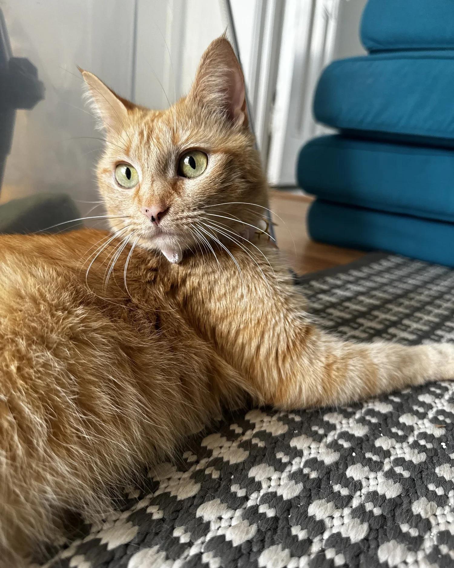 Enlarge Piper, an adopted Domestic Short Hair in Atlanta, GA image 3/6