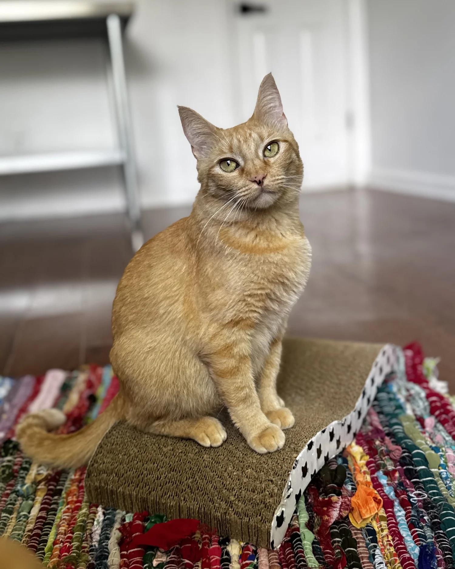 Enlarge Piper, an adopted Domestic Short Hair in Atlanta, GA image 5/6
