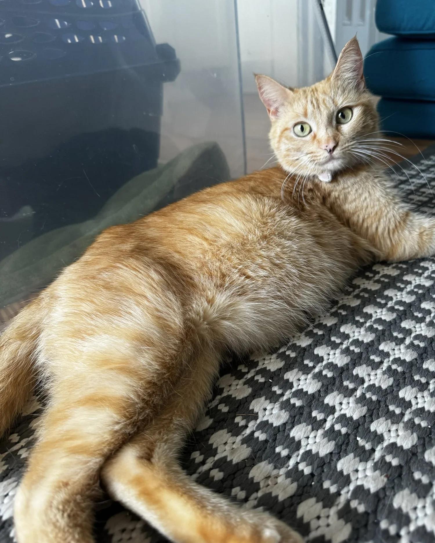 Enlarge Piper, an adopted Domestic Short Hair in Atlanta, GA image 6/6