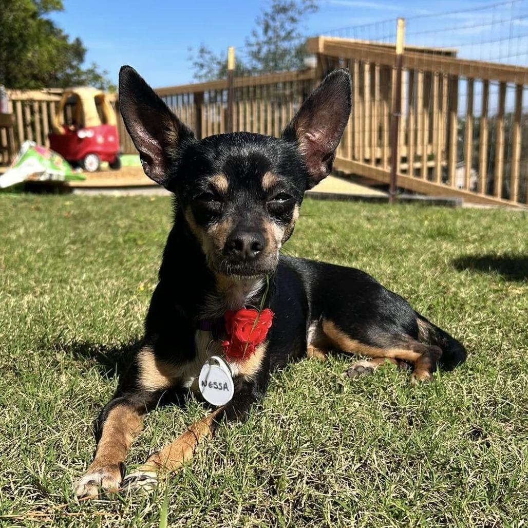 Nessa — thumbnail 2