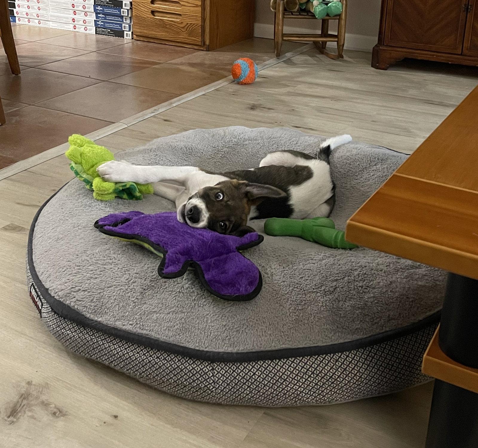 Bogey, Adopted, Puppy Male Anatolian Shepherd.