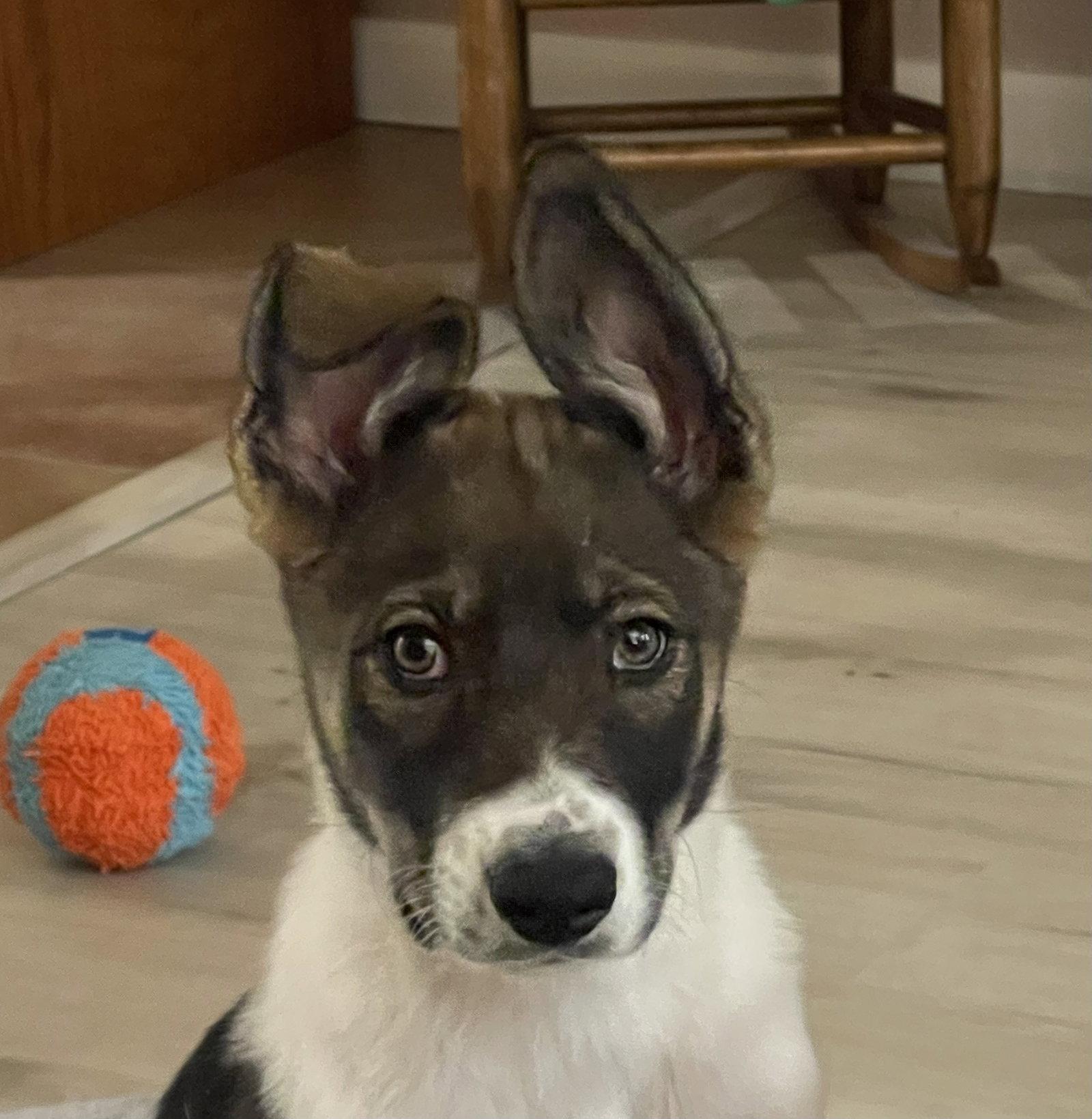Enlarge Bogey, a Adopted Anatolian Shepherd in Davis, CA image 2/3
