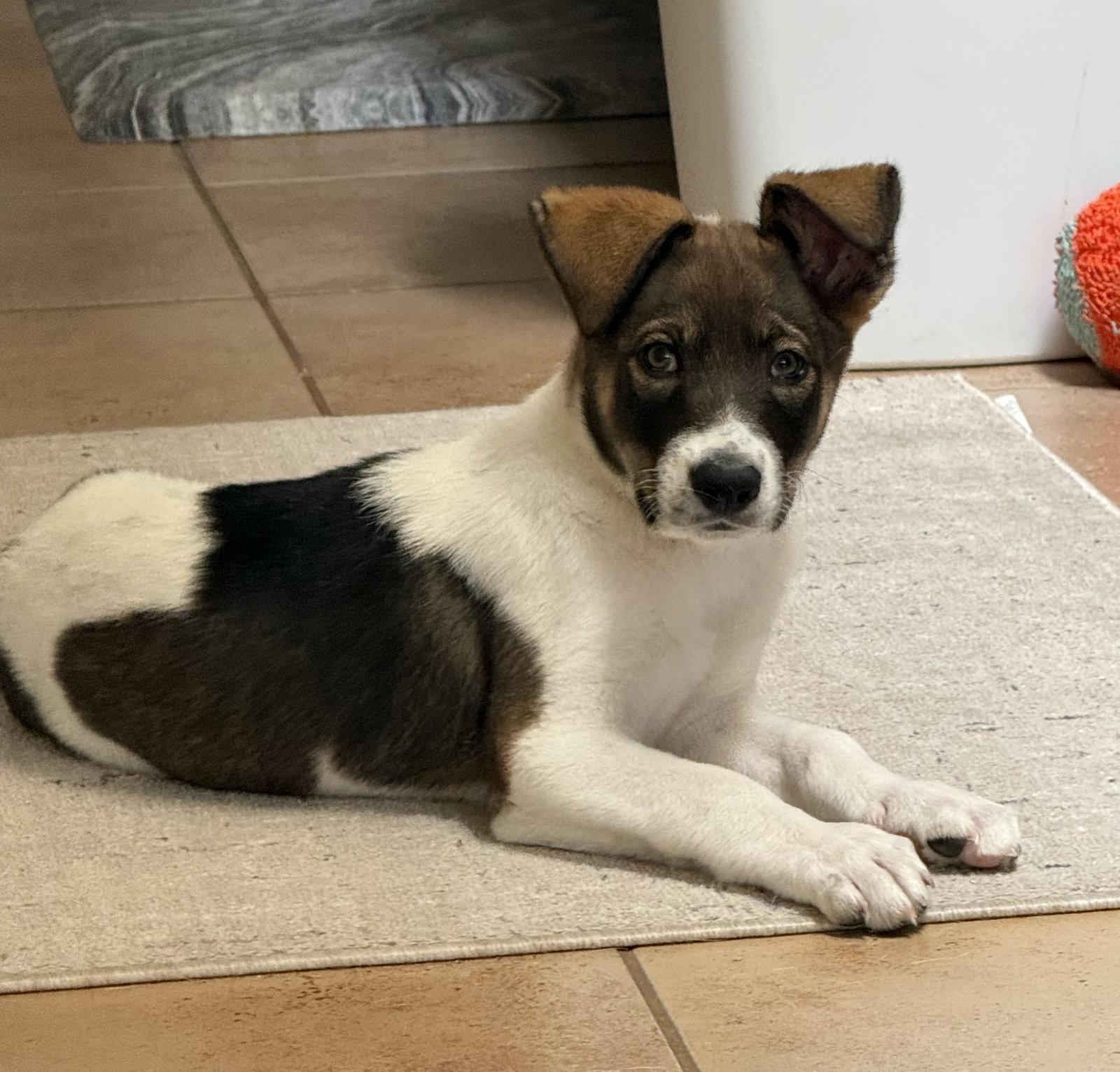 Enlarge Bogey, a Adopted Anatolian Shepherd in Davis, CA image 3/3