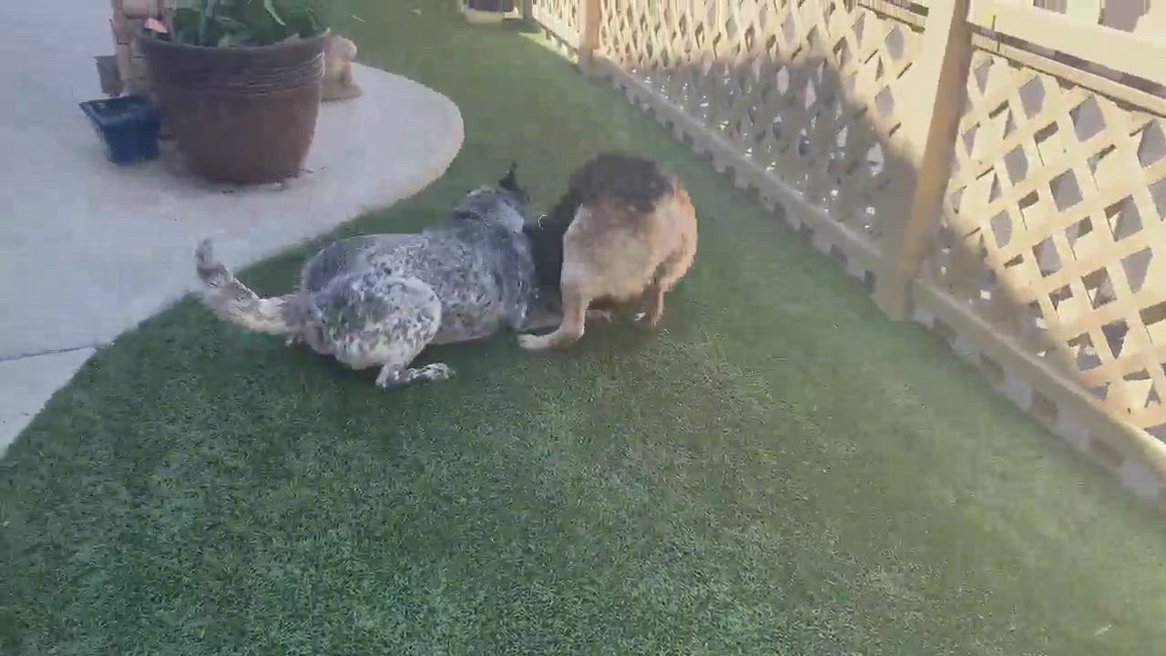 Enlarge MISHAH, a Adopted Cattle Dog in Murrieta, CA video 6/11