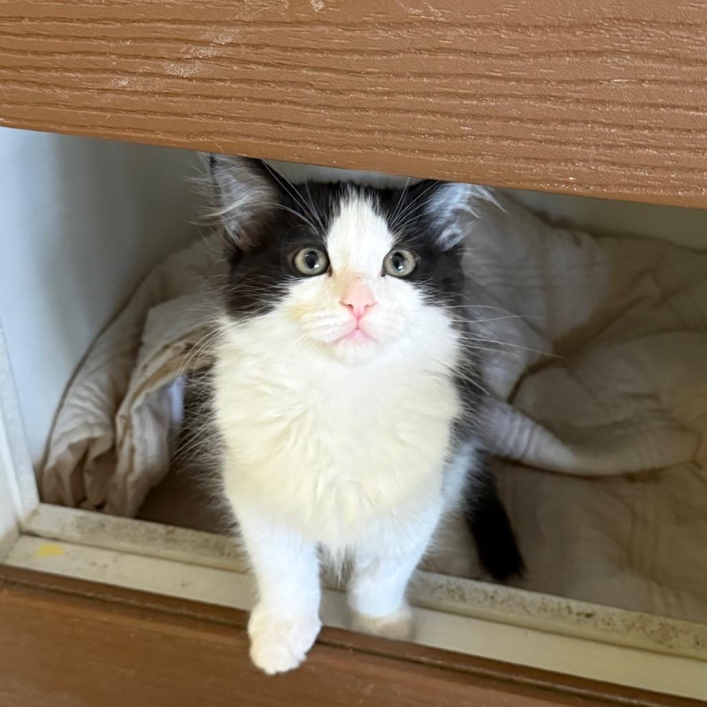 Enlarge Merlot, a Adoptable Domestic Long Hair in Fenton, MI image 2/2