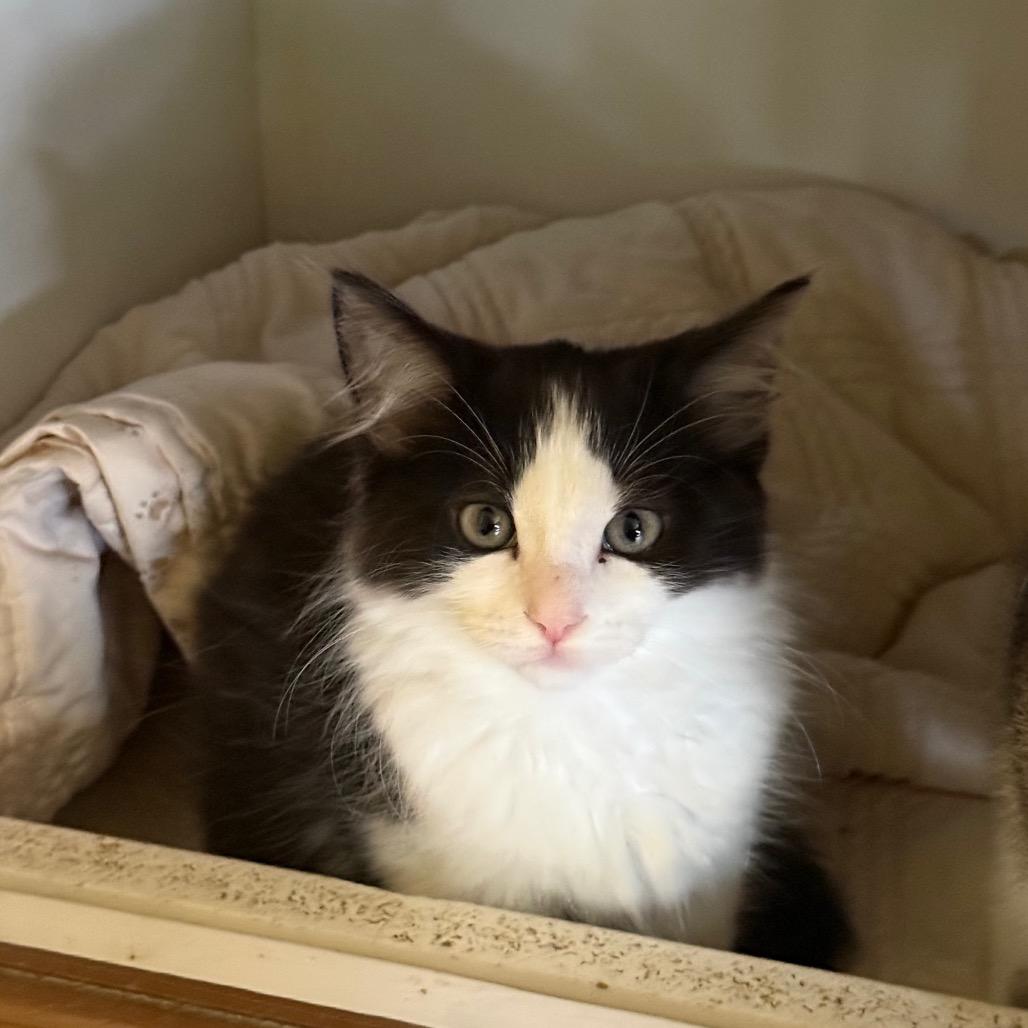Merlot, Adoptable, Kitten Male Domestic Long Hair.