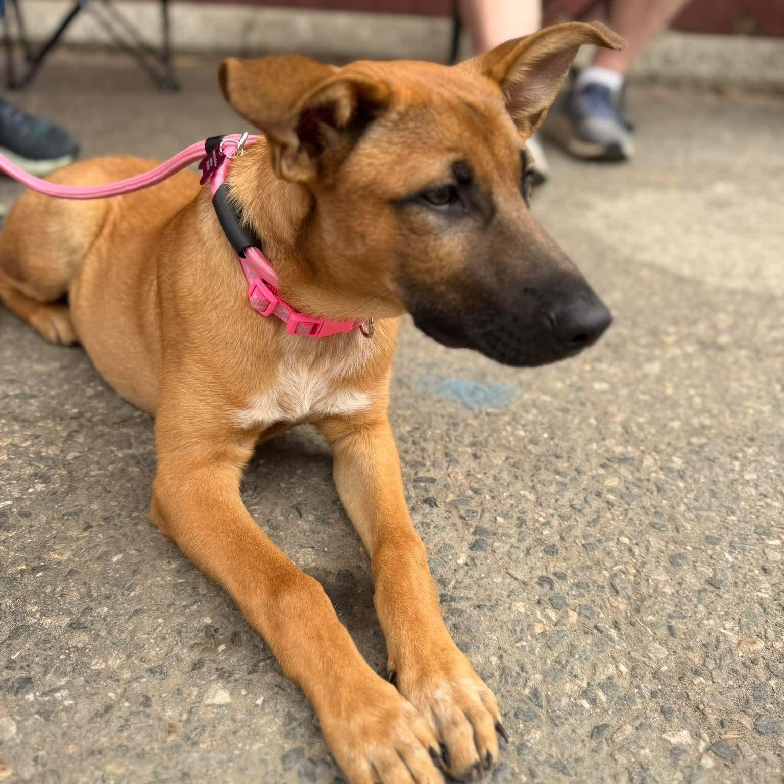 Enlarge Judy, a ADOPTABLE mixed breed in PLAINFIELD, CT image 4/4