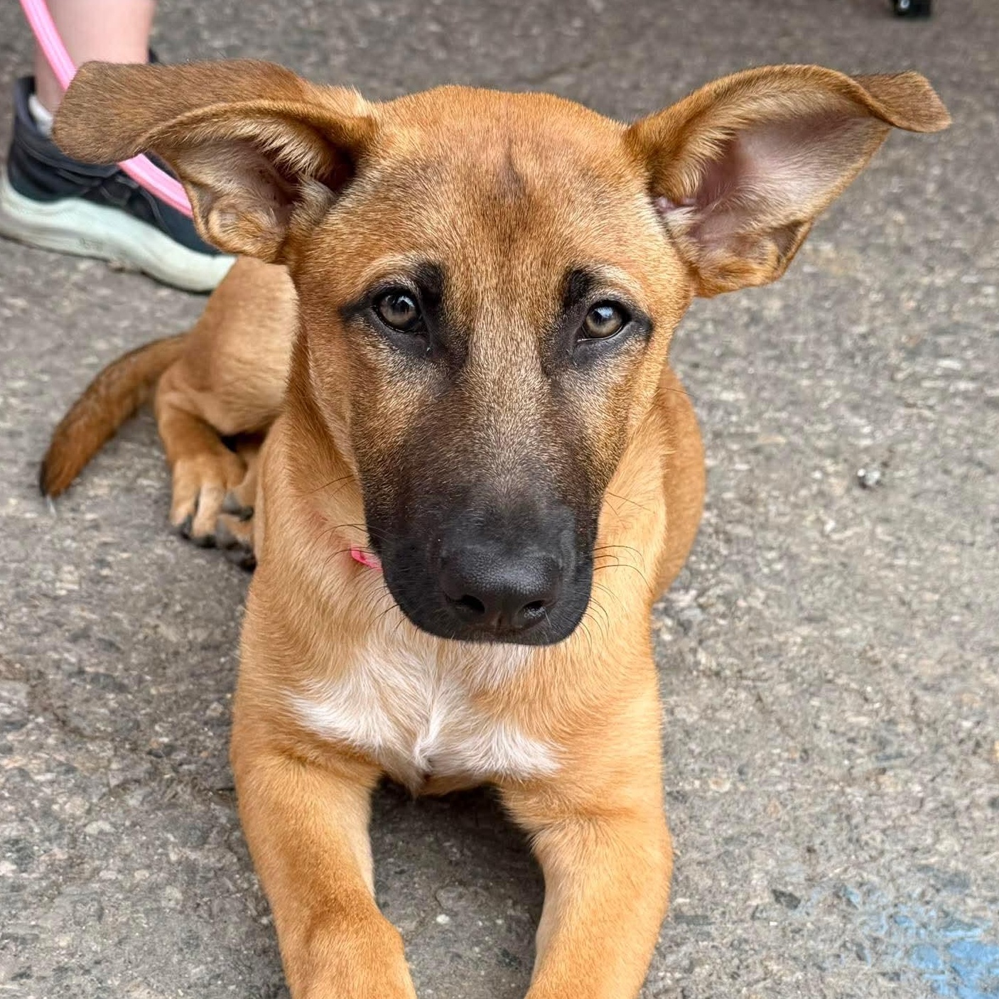 Enlarge Judy, a ADOPTABLE mixed breed in PLAINFIELD, CT image 3/4